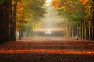 Horizontale Strahlen des Herbstes von Fabrizio Micciche Miniaturansicht
