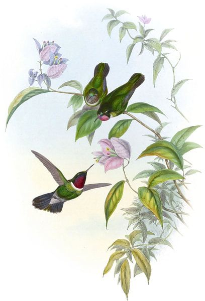 Sun Angel, John Gould par Hummingbirds