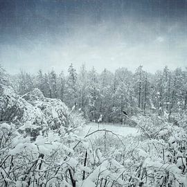 Paysage hivernal - arbustes et arbres dans la neige sur Dirk Wüstenhagen