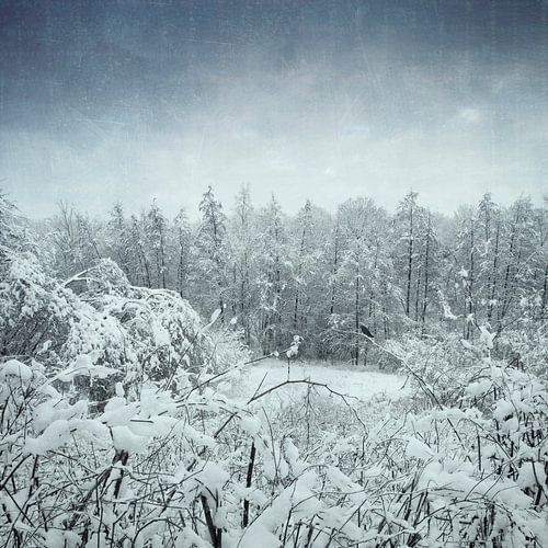 Paysage hivernal - arbustes et arbres dans la neige
