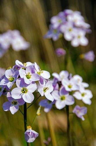 Lilac Pentecostal flower with reeds