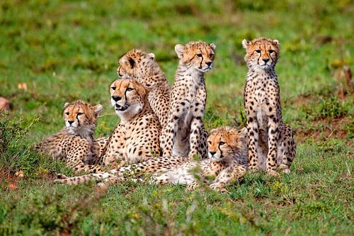 Cheetah familie