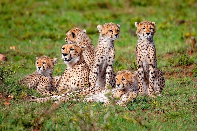Cheetah Family by Peter Michel