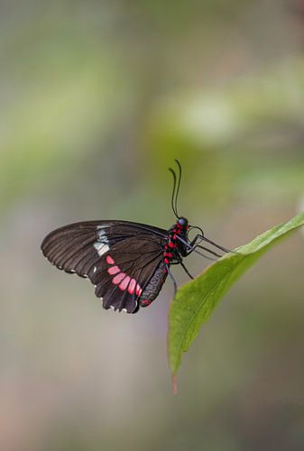 Vlinder