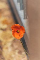 Poppies by the roadside