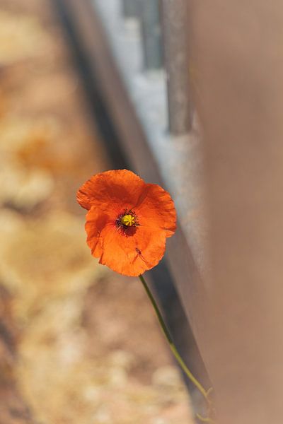 Mohn am Straßenrand von Sophie Luther