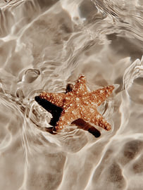 Zeester in zonnig ondiep water – Kustkunst van StudioRemier