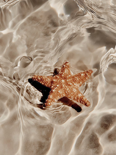 Étoile de mer en eau peu profonde ensoleillée – Art côtier