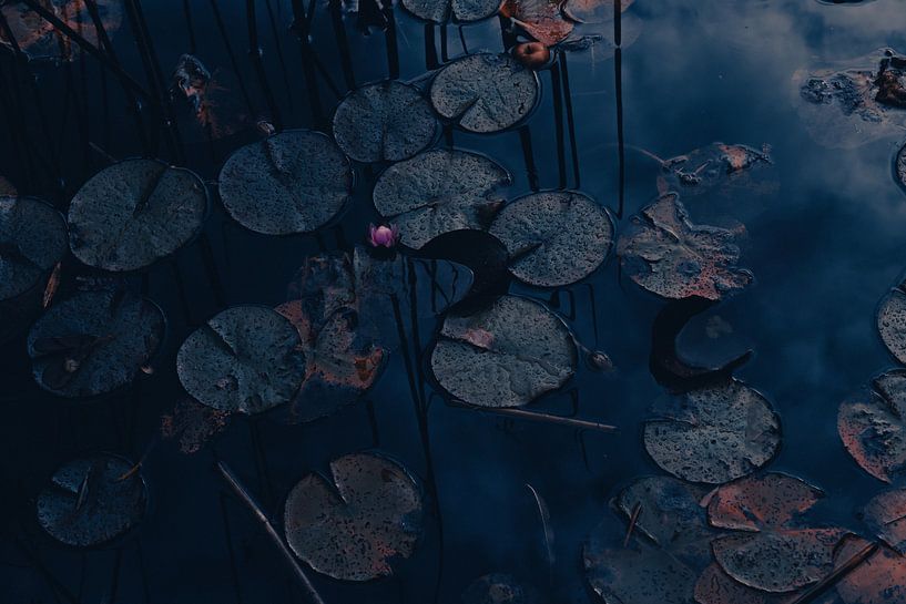 Mystic Lily Leaves by Crystal Clear