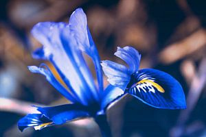 Blauwe lente Iris