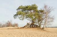 Kootwijkerzand