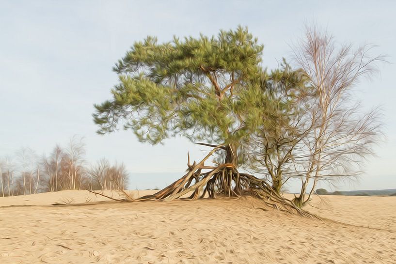 Kootwijkerzand by Jan Nijeboer