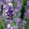 Lavender by Ostsee Bilder