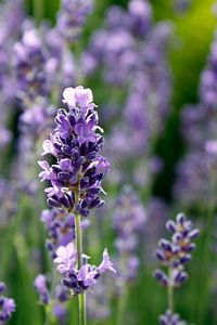 Lavendel van Ostsee Bilder