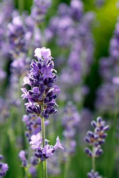 Lavendel van Ostsee Bilder