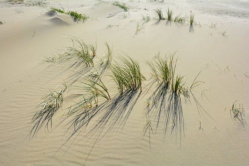 L'herbe des dunes