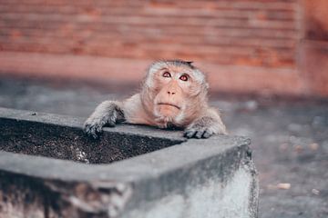 Makaak aap in Lopburi, de apenstad in Thailand, Azië van Madinja Groenenberg