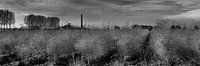 Biezenpolder