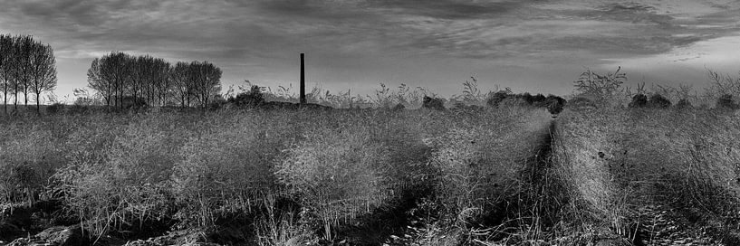 Biezenpolder by Willy Lippens