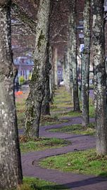 Allée sinueuse sur Bambi Lu