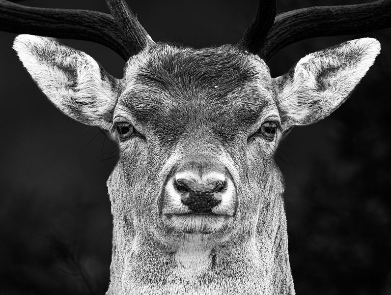 Deer in the AWD by Lies Bakker