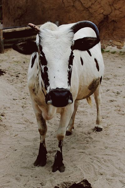 African Cow by Carmen van Dijken