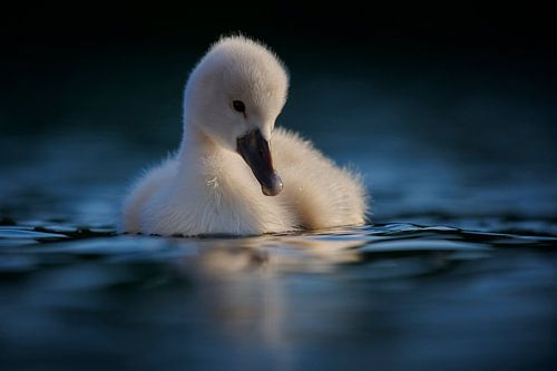 Donzy.nl - Jong zwaantje tegen een donkere achtergrond. van Donzy.nl