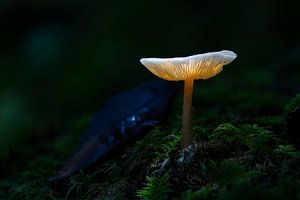 Licht im Dunkel