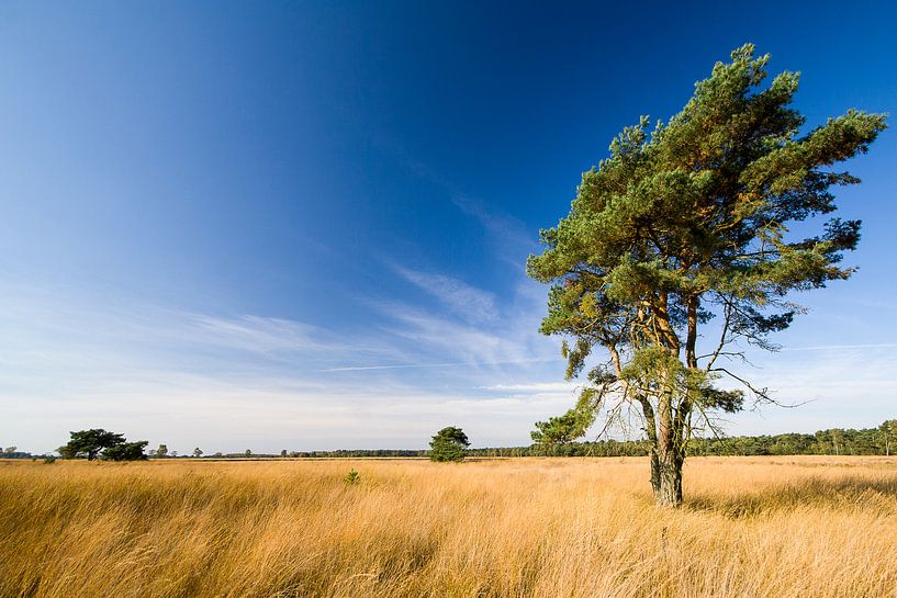 Strabrechtse heide van Joep de Groot