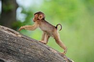 Little monkey van Lennard Kazen thumbnail