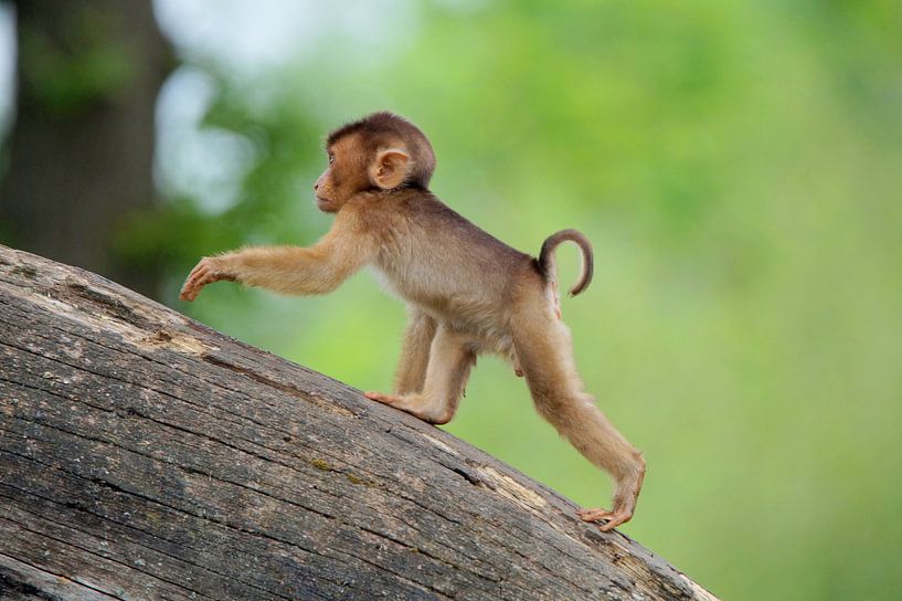 Little monkey van Lennard Kazen