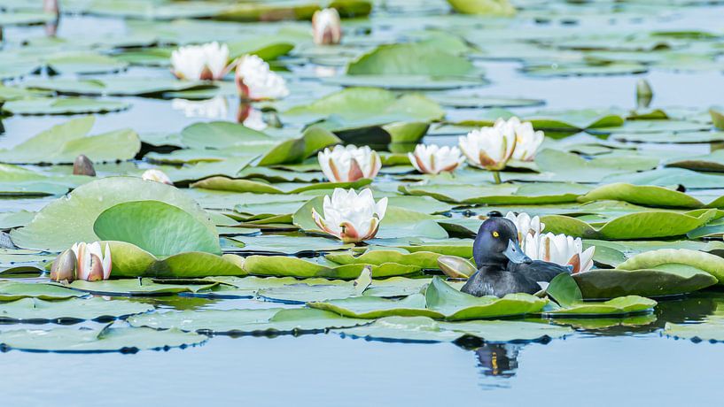 Ente von Hennie Zeij