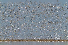 Säbelschnäbler und Großer Brachvogel im Wattenmeer von Hans Hut