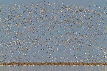 Säbelschnäbler und Großer Brachvogel im Wattenmeer von Hans Hut
