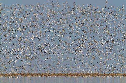 kluut en wulp op de waddenzee