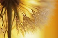 Paardebloemen licht