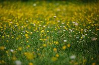 meadow flowers by Huib Vintges thumbnail
