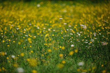 meadow flowers by Huib Vintges