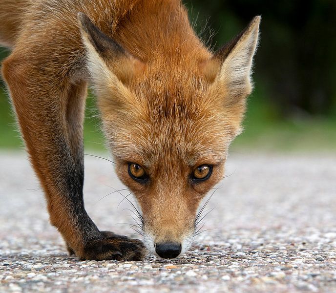 Rotfuchs von Jeanette van Starkenburg