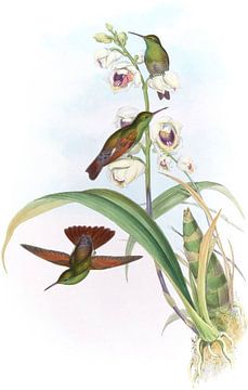 Beryline Amazili, John Gould van Hummingbirds