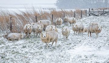 Schafe im Schnee. von Justin Sinner Pictures ( Fotograaf op Texel)