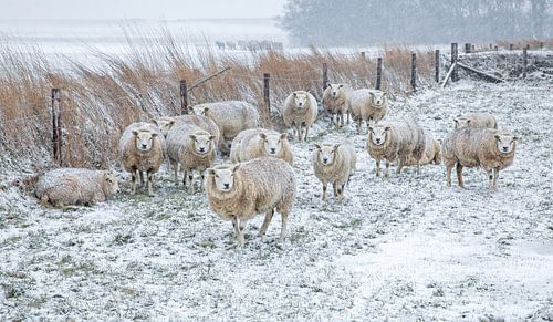 Sheep in the snow. by Justin Sinner Photography (Photographer on Texel)