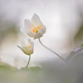 spring feeling by Remco loeffen