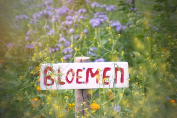 Flower meadow