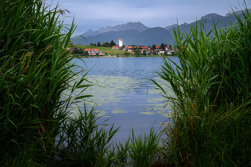 Rives couvertes de roseaux au bord du lac Hopfensee, avec les montagnes de l'Allgäu en toile de fond