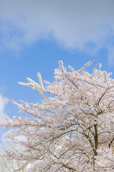 Blossom splendour in the Netherlands by Lydia