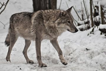 Grijze wolf op winterse witte sneeuw is een roofdier. De wolf gaat op de sneeuw, sluipend omhoog van Michael Semenov