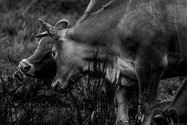 Cows Drenthe by Anne Marije Hoekstra