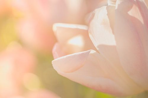 Tulpenkunst mit einer rosa Tulpe am Morgen