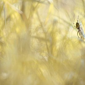 Jaune sur Bert Kok